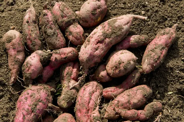 Pile Digged Sweet Potatoes Soil — Stock Photo, Image