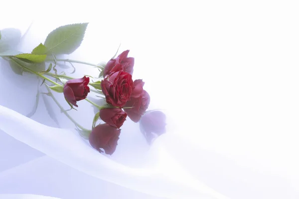 Roses Rouges Sur Fond Tissu Blanc Concept Saint Valentin — Photo