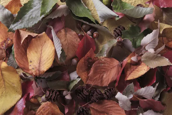 Podzimní Listy Pozadí Žaludy Podzimní Sezóna Flóra — Stock fotografie