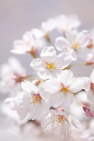 Flor Cereja Primavera — Fotografia de Stock