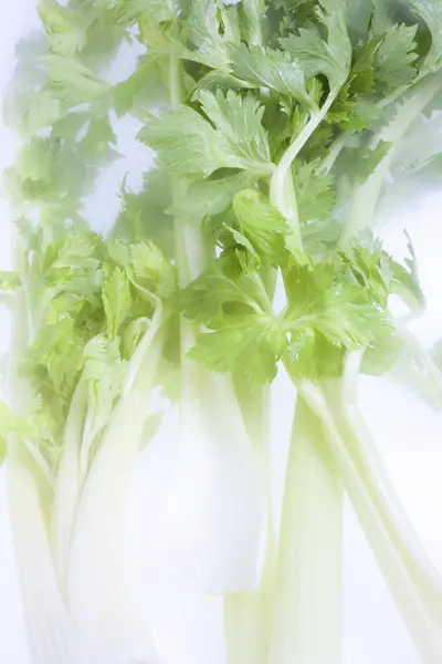 白色背景的新鲜有机芹菜 — 图库照片