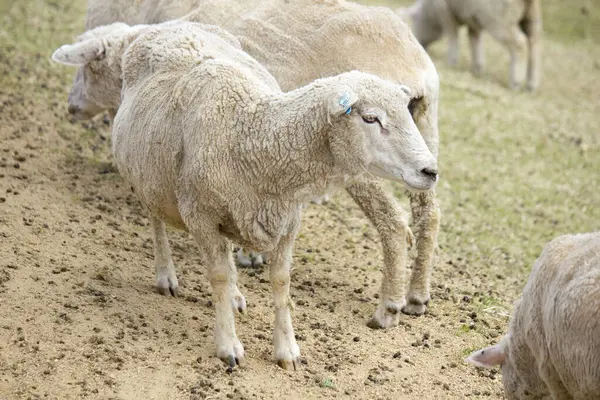 Sheep Grazing Meadow Mountain — Stock Photo, Image