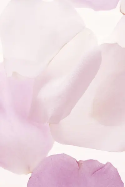 Pétalos Orquídea Rosa Sobre Fondo Blanco — Foto de Stock