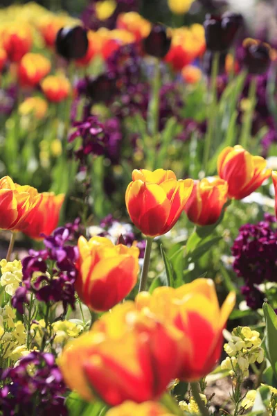 Vackra Färgglada Tulpaner Blommar Rabatten Parken — Stockfoto
