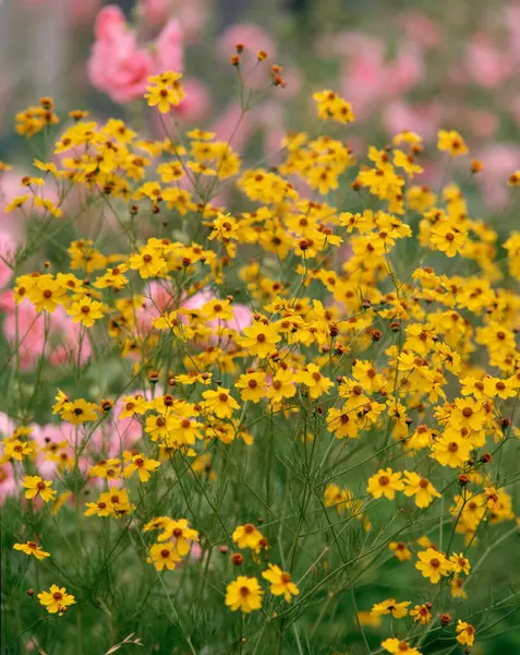 Wiosenne Kwiaty Ogrodzie Widok Dzień — Zdjęcie stockowe