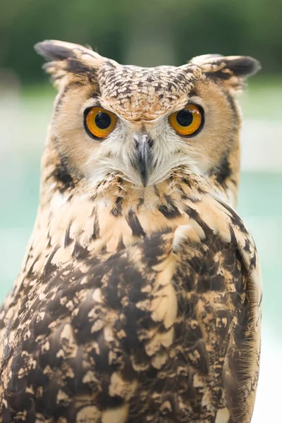 Closeup Shot Beautiful Wild Owl Forest — Stock Photo, Image