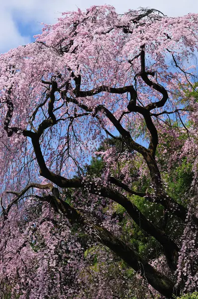 Красивые Цветы Саду Цветы Деревьях Цветут Весной — стоковое фото