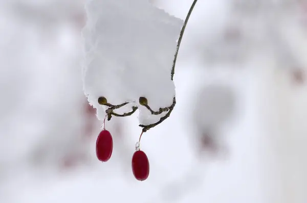 树枝上结冰的红色浆果 被雪覆盖着 — 图库照片