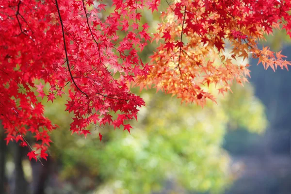 Kırmızı Akçaağaç Ağaç Sonbahar Sezonu — Stok fotoğraf