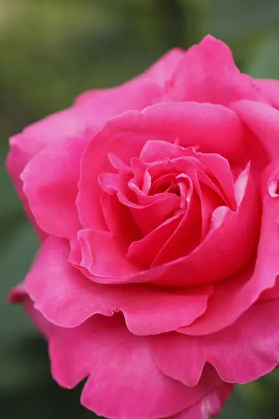 정원의 아름다운 분홍빛 식물학적 — 스톡 사진