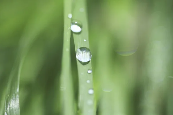 Grünes Gras Mit Wassertropfen — Stockfoto