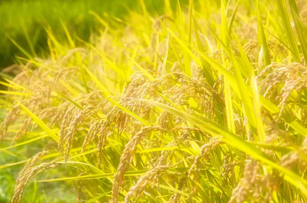 Grüner Reis Reisfeld — Stockfoto