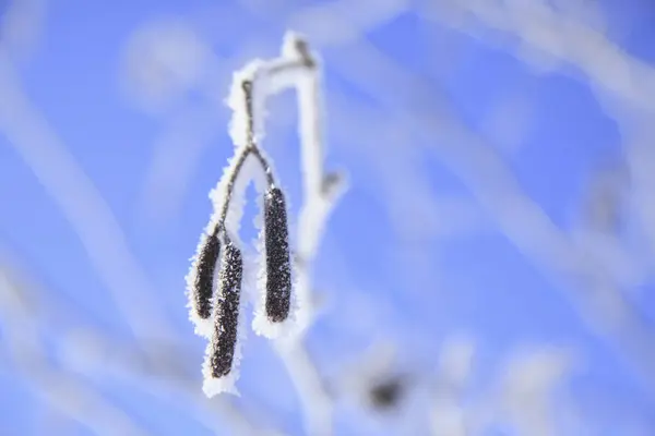 Winterachtergrond Met Besneeuwde Bomen Lucht — Stockfoto