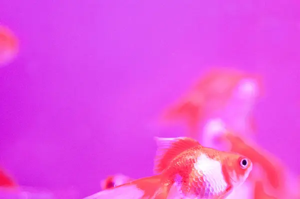 Beautiful Goldfish Swimming Aquarium Background — Stock Photo, Image