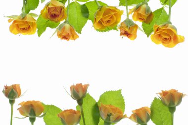 Beyaz arkaplanda izole gül çiçekleri