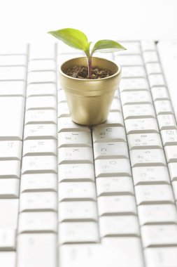 Beyaz arka planda yeşil bitkisi olan bilgisayar klavyesi.
