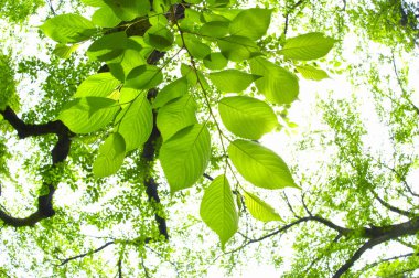 Baharda bahçede güzel yeşil yapraklar         