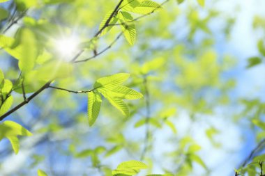 Taze yeşil yapraklar. Çiçek arka planı