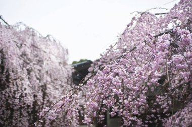 Bahar parkında çiçek açan ağaç dallarının yakın plan görüntüsü.    