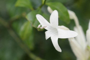 Bahçedeki güzel çiçekler