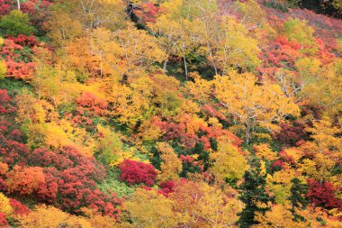 Dağ ormanlarında renkli sonbahar yaprakları
