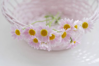 Papatya çiçekleri, arka planda bahar zamanı, kapatın.