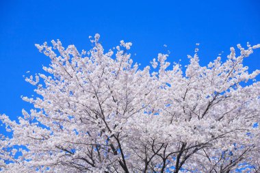 Japonya 'da bahar kiraz çiçeği 