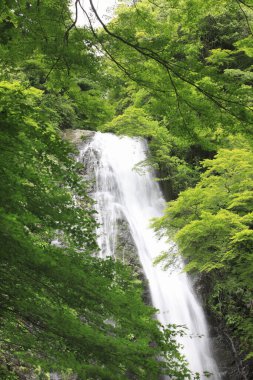 Ormandaki şelalenin güzel manzarası                