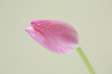 Pembe lale çiçeğini kapat.