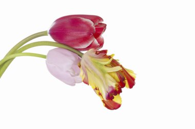 Beyaz arkaplanda kırmızı lale izole edildi