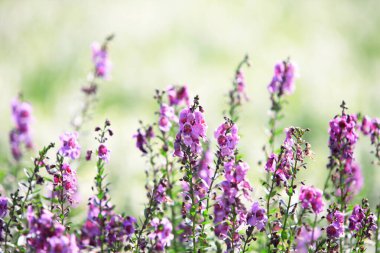 Bahçedeki güzel çiçekler.