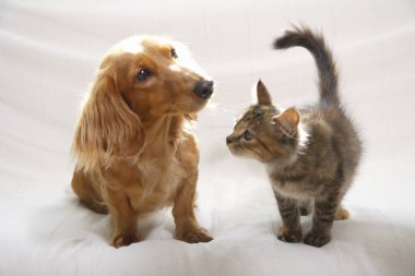 Evde iki evcil hayvan, sevimli kedi ve köpek. 