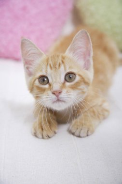 Kanepede oturan sevimli kızıl kedi yavrusu.