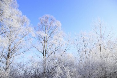 Ormandaki kış manzarası. İlk kar, dondaki ilk kar. İlk kar. Ağaçlarda kış soğuğu.