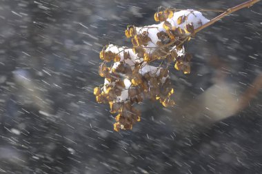 Ağaç yapraklarında beyaz bir karın yakın plan çekimi. 