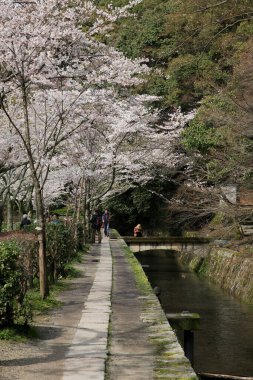 Nehir kenarındaki güzel Japon sakura ağaçları.