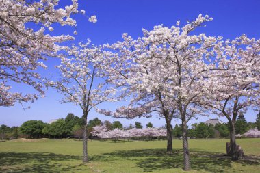 Bahar bahçesinde çiçek açan kiraz ağaçları