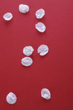 Kırmızı arkaplanda beyaz çiçek yaprakları izole.