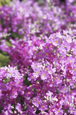 Bahçede güzel mor ortanca çiçek