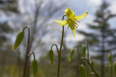 Ormanda bahar sarısı çan çiçekleri