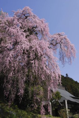 Güzel pembe kiraz çiçeklerinin manzarası 