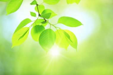 Yeşil yapraklı bahar arkaplanı