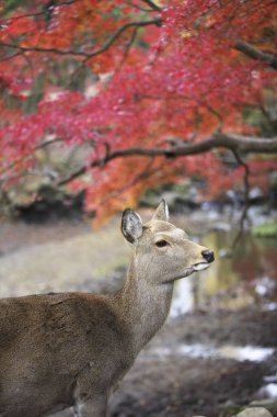 Japonya 'nın Kansai bölgesindeki Nara Parkı' nda güzel bir geyiğe yaklaş.