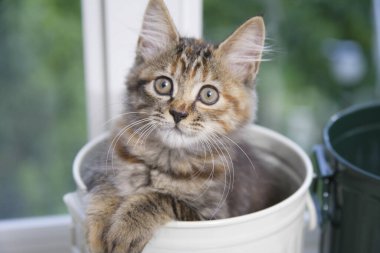 Şirin evcil kedi yavrusunun yakın çekimi. 