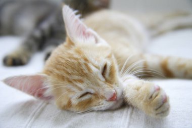 Şirin evcil kedi yavrularının yakın çekimi.