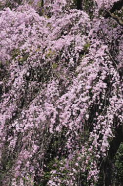 Bahçedeki güzel çiçekler, baharda açan ağaçlar.