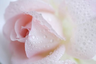 Su damlalı güzel gül yapraklarını kapatın.                  