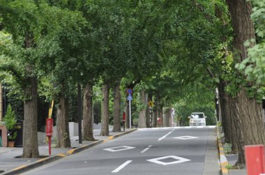 Boş şehir caddesi uzun yeşil ağaçlarla dolu.