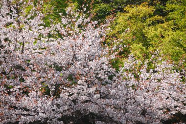 Bahçedeki güzel çiçekler, baharda açan ağaçlar.