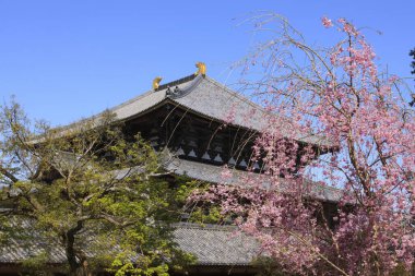 Sakura ve Todai-Ji tapınağı, Buda 'nın büyük salonu.